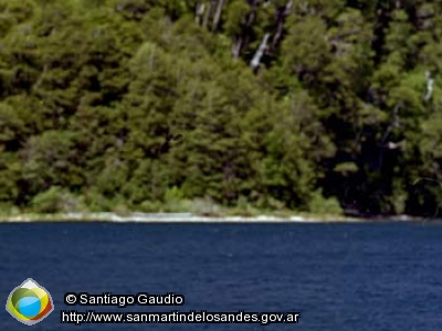 Foto Lago Curruhué (Santiago Gaudio)