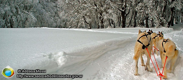 Foto Huskies en la nieve (Adriana Mussi)