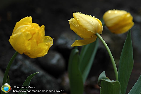 Foto Tulipanes de primavera (Adriana Mussi)