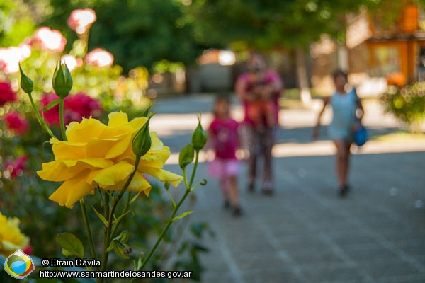 Foto Rosas (Efrain Dávila)