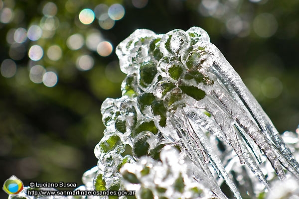 Foto Arbusto congelado (Luciano Busca)